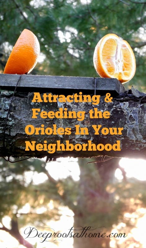 Attracting and Feeding the Orioles In Your Neighborhood. bird feeder