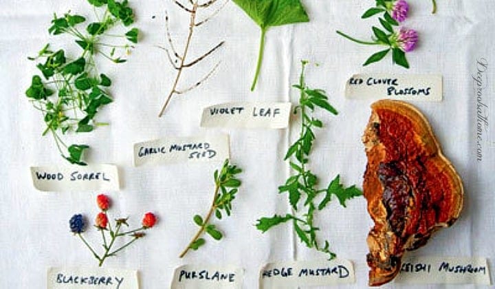 The Joys of Foraging: Edible Wild Free Food For You To Enjoy! edible plants
