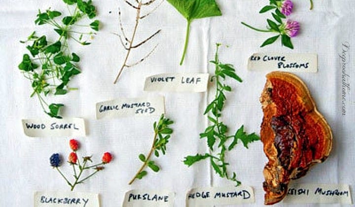 The Joys of Foraging: Edible Wild Free Food For You To Enjoy! The Joys of Foraging: Edible Wild Free Food For You To Enjoy! edible plants