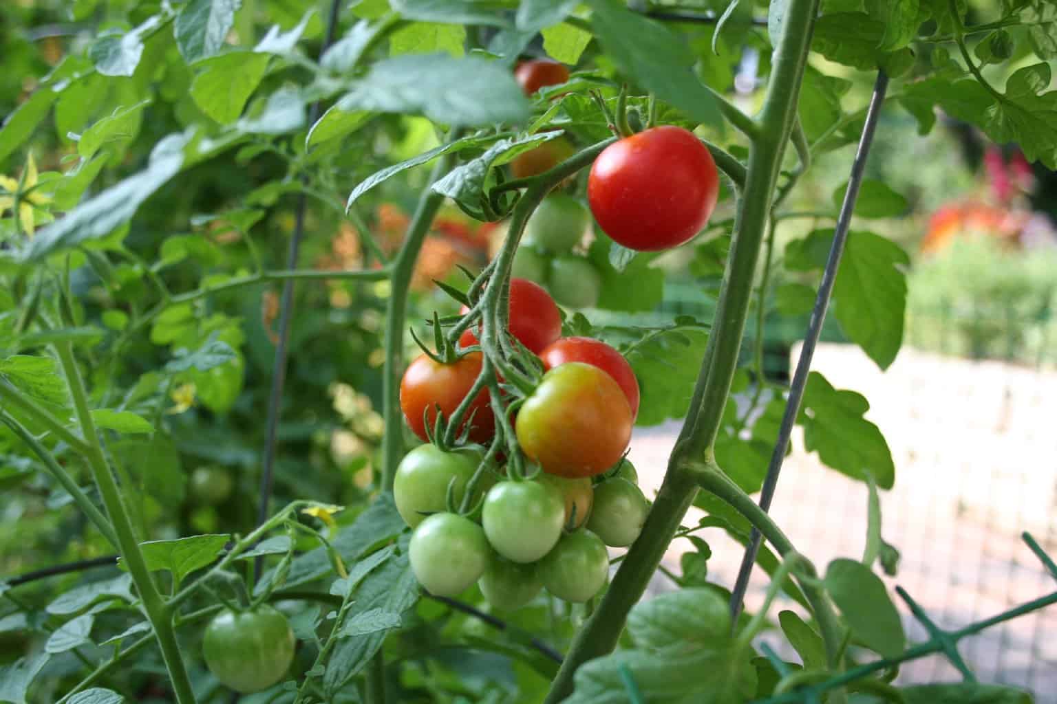 6 Tomato Health Benefits & Essential Summer Foods To Pair with Them. Ripening mid-sized cherry tomatoes in clusters.