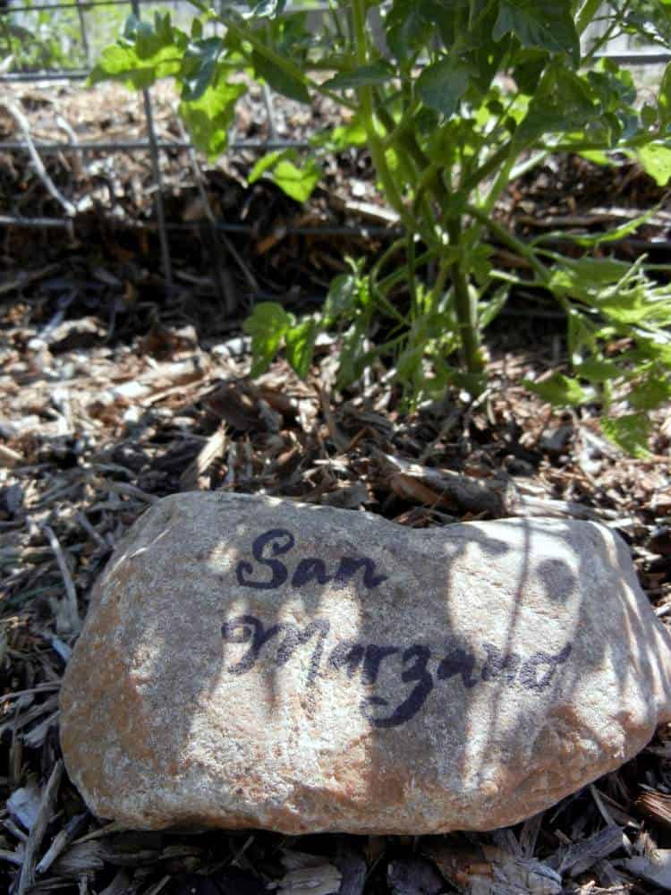 A rock marker for a San Marzano bush.