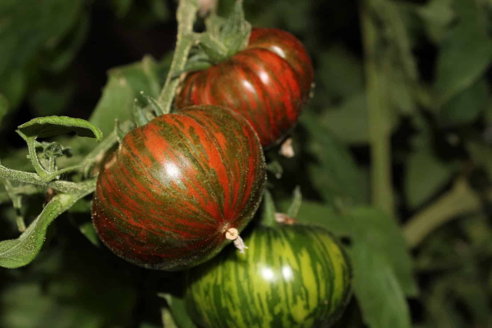 Chocolate Striped tomatoes on the vine