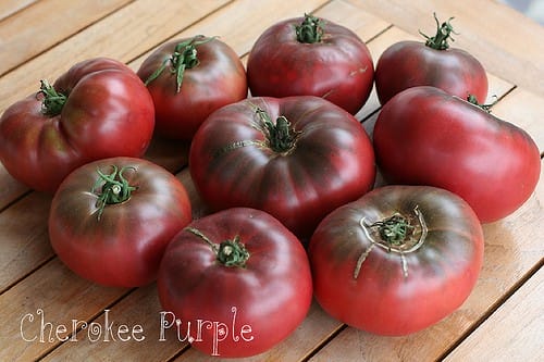 Cherokee Purple, a beefsteak tomato