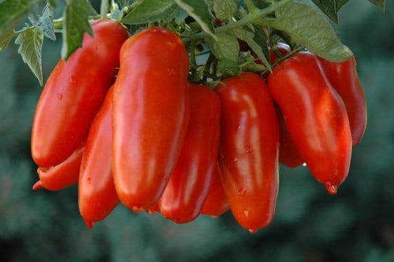 Heirloom Tomatoes & Their Fascinating, Sometimes Funny Stories. San Marzano paste or sauce tomato
