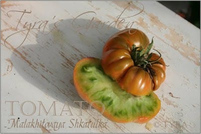 Heirloom Tomatoes & Their Fascinating, Sometimes Funny Stories. Malakatovoya Shkatulka heirloom from Russia, lime green