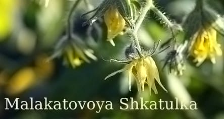 Heirloom Tomatoes & Their Fascinating, Sometimes Funny Stories. Malakatovoya Shkatulka heirloom