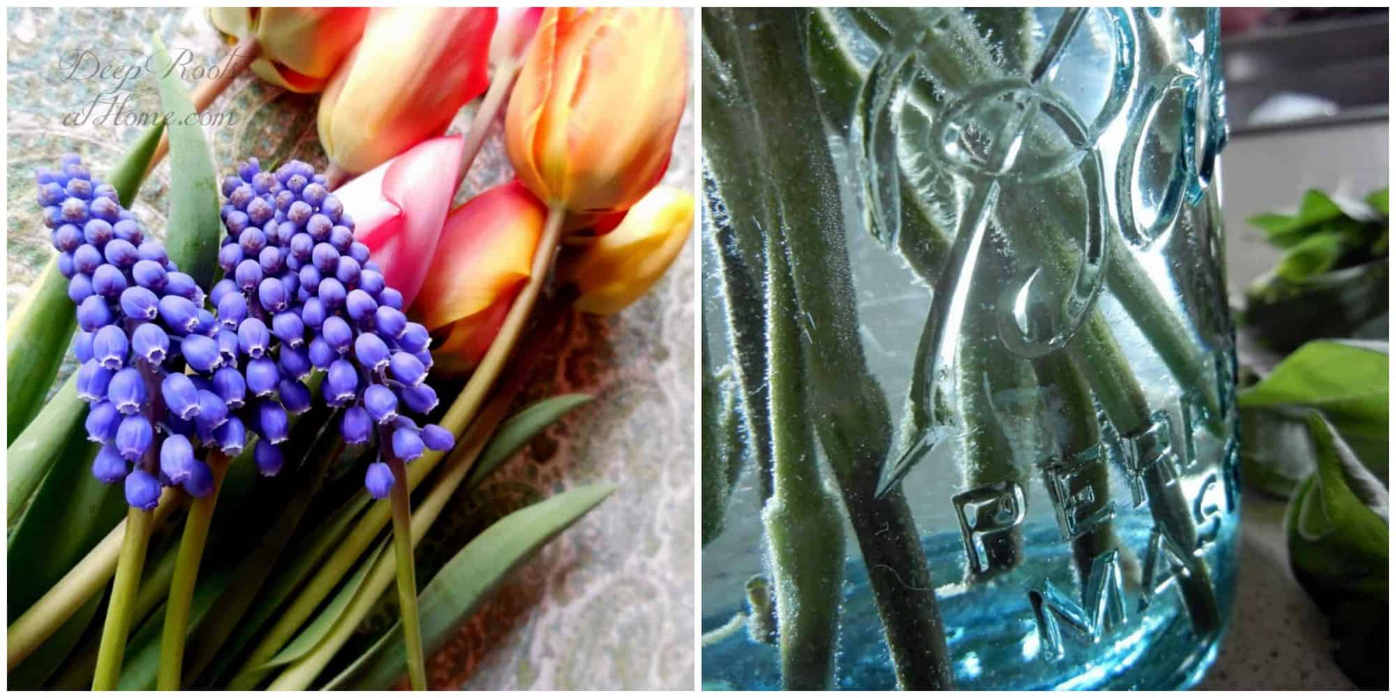 grape hyacinth and tulips and bubbles on stems in water