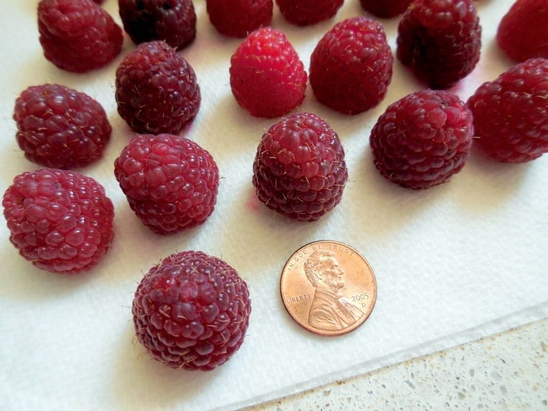 Easy Party Time Chocolate Raspberry Clusters Recipe. Fresh raspberries washed and dried