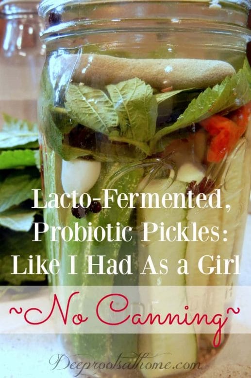 Lacto-Fermented Pickles Like I Had As A Girl, No Canning.. Canning jars with lacto-fermented pickles from cucumbers.