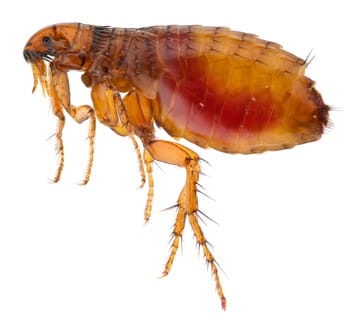 a flea, close up, macro