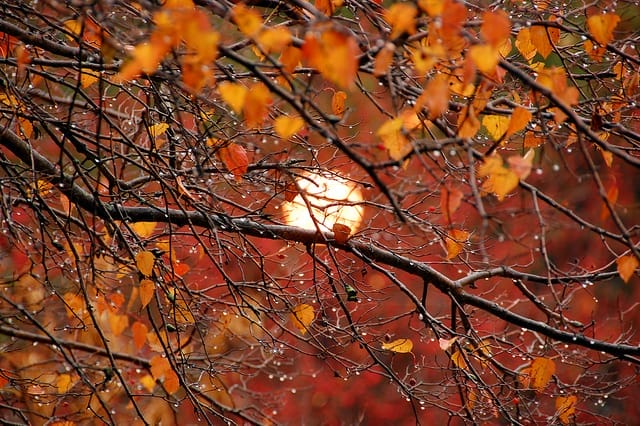 rainy, autumn, chilly days, sun setting, dripping rain on branches