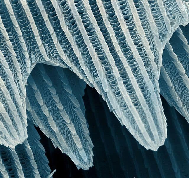 Attributes Of Creator God Found On Butterfly Wings butterfly scales, imaging