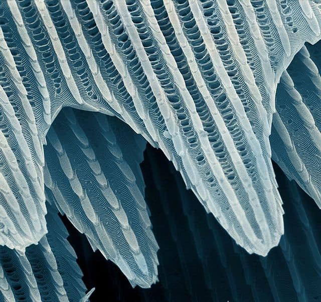  butterfly scales, imaging