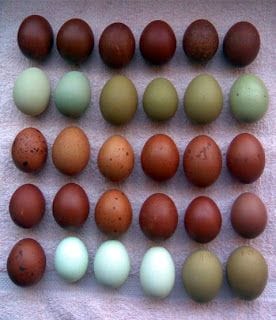  multi colored eggs, olive , dark brown, turquoise, green eggs and ham