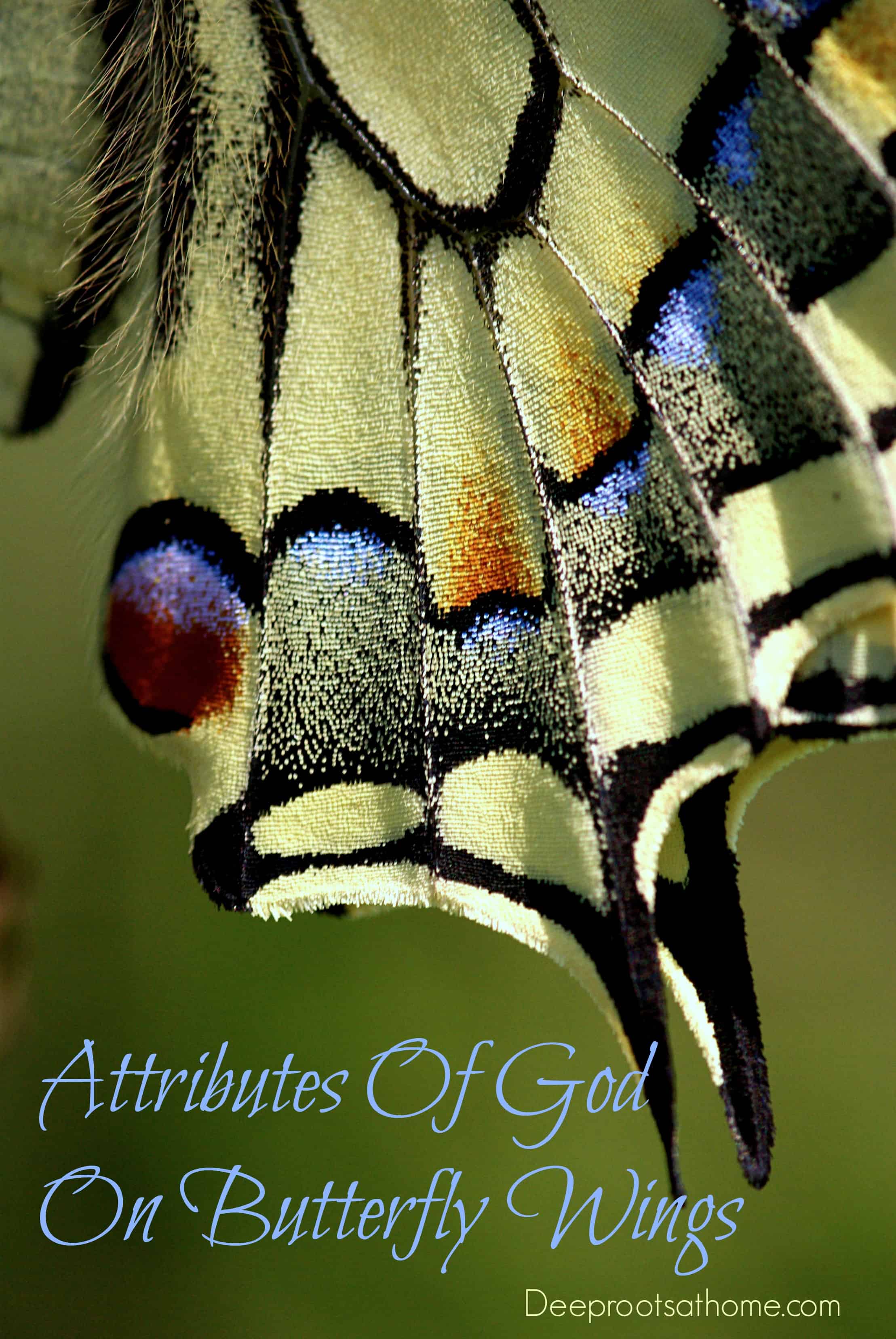 Attributes Of Creator God Found On Butterfly Wings. butterfly wings, scales, 