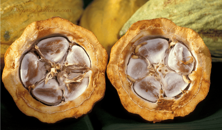 Cacao vs. Cocoa: What's The Difference? cacao Pods, theobroma is a superfood