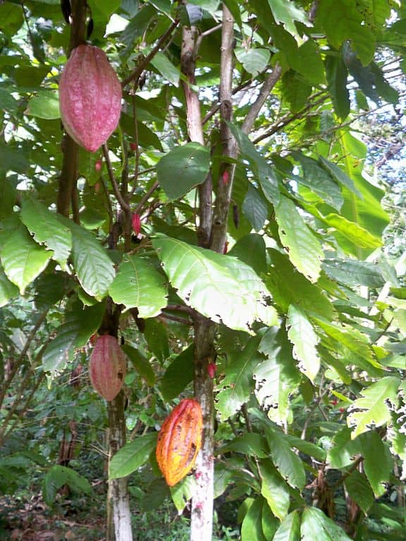 theobroma cacao tree