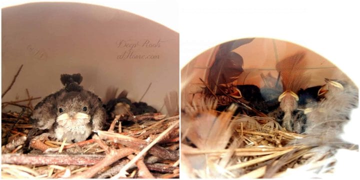 Make a Real Dent in the Insects that Pester Humans. Baby birds