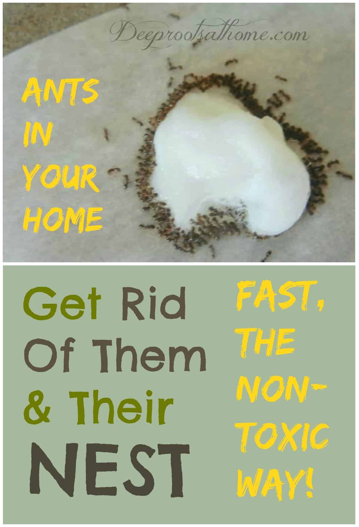 Ants: Get Rid Of Them & Their Nest Fast, The Non-Toxic Way
