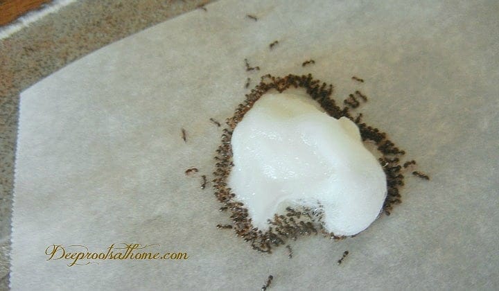 Get Rid Of Ants, Fast, The Non-Toxic Way, killing ant invasion with boric acid,