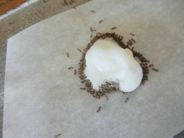 Get Rid Of Ants, Fast, The Non-Toxic Way, line of ants coming to feed,