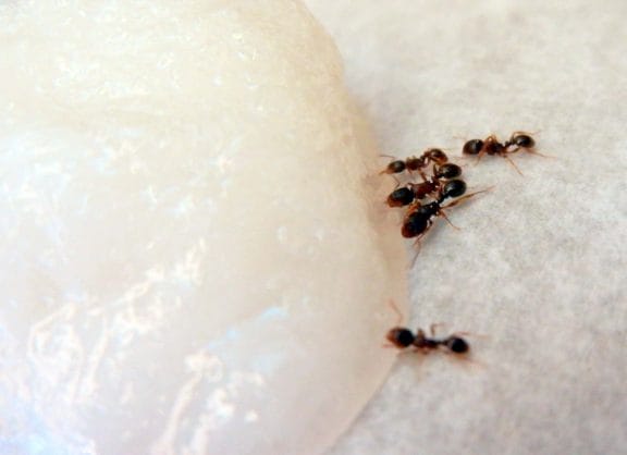  house ants feeding on bait