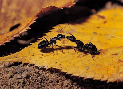 one ant feeding another ant