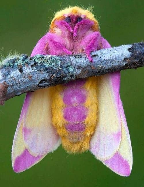  purple and gold moth