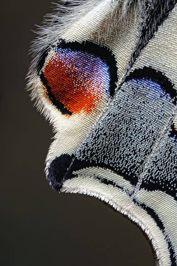 butterfly scales, close up