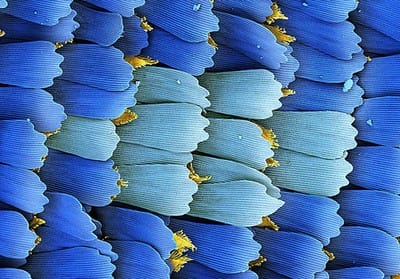  butterfly scales under magnification