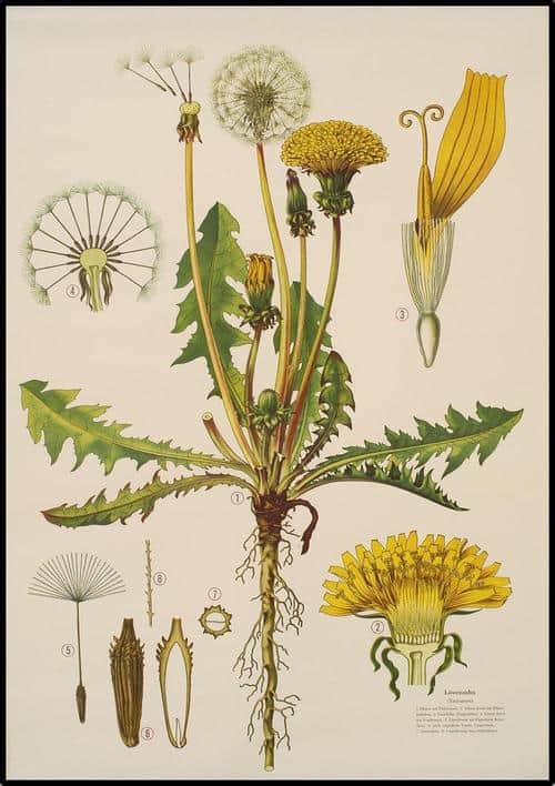 Dandelion Tea May Block Spike Protein On Syncitin 1, Prevent Miscarriage
