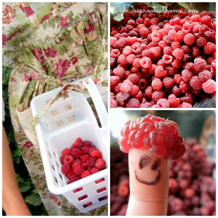 Three Ingredient Summertime Raspberry Sorbet, a collage of raspberries and picking raspberries