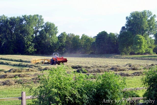  Raking hay on the farm on a hot day.