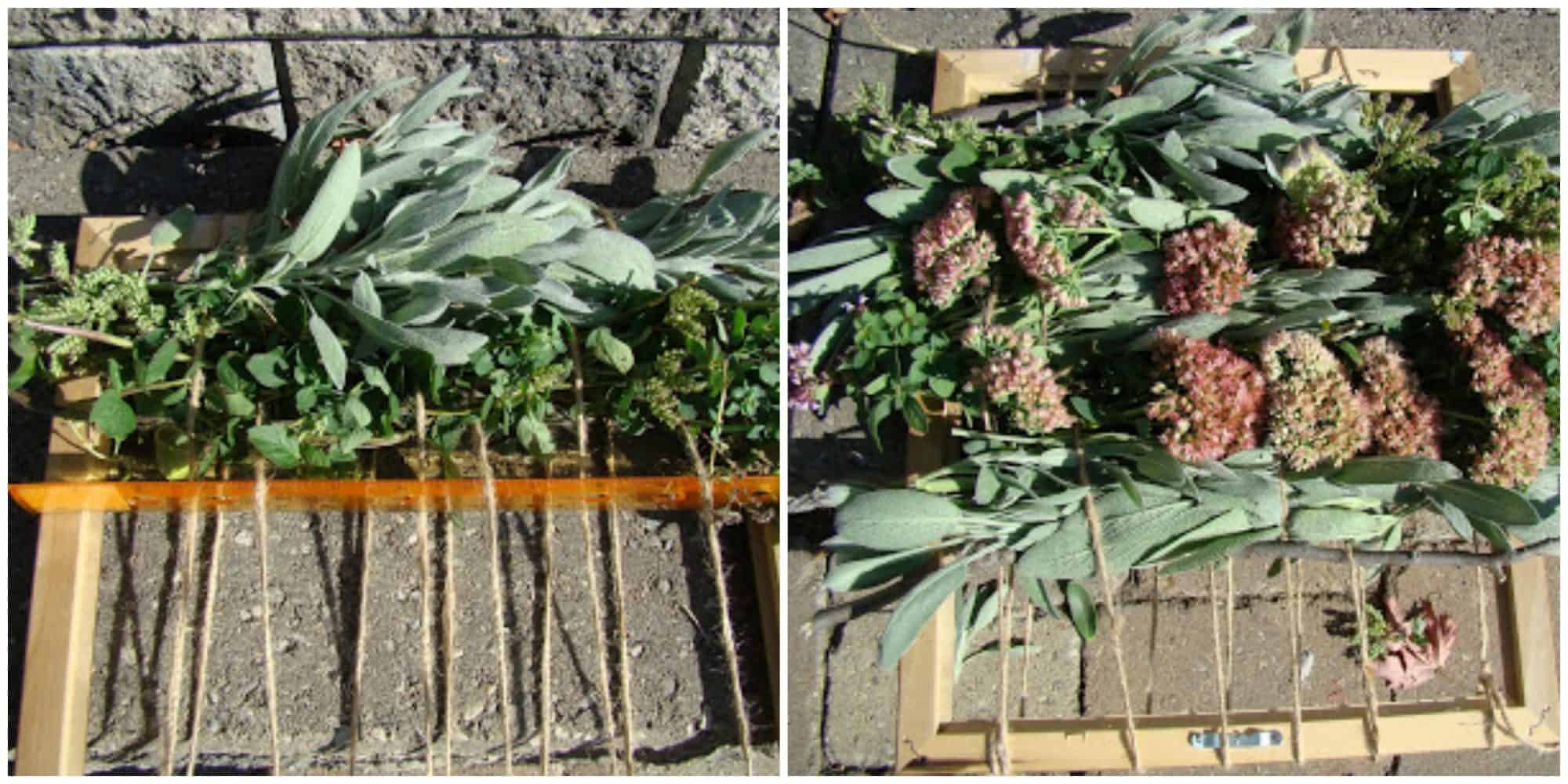Edible Herb Weaving: Save Summer's Herbs for Winter's Soups, Stews. An herb weaving for drying