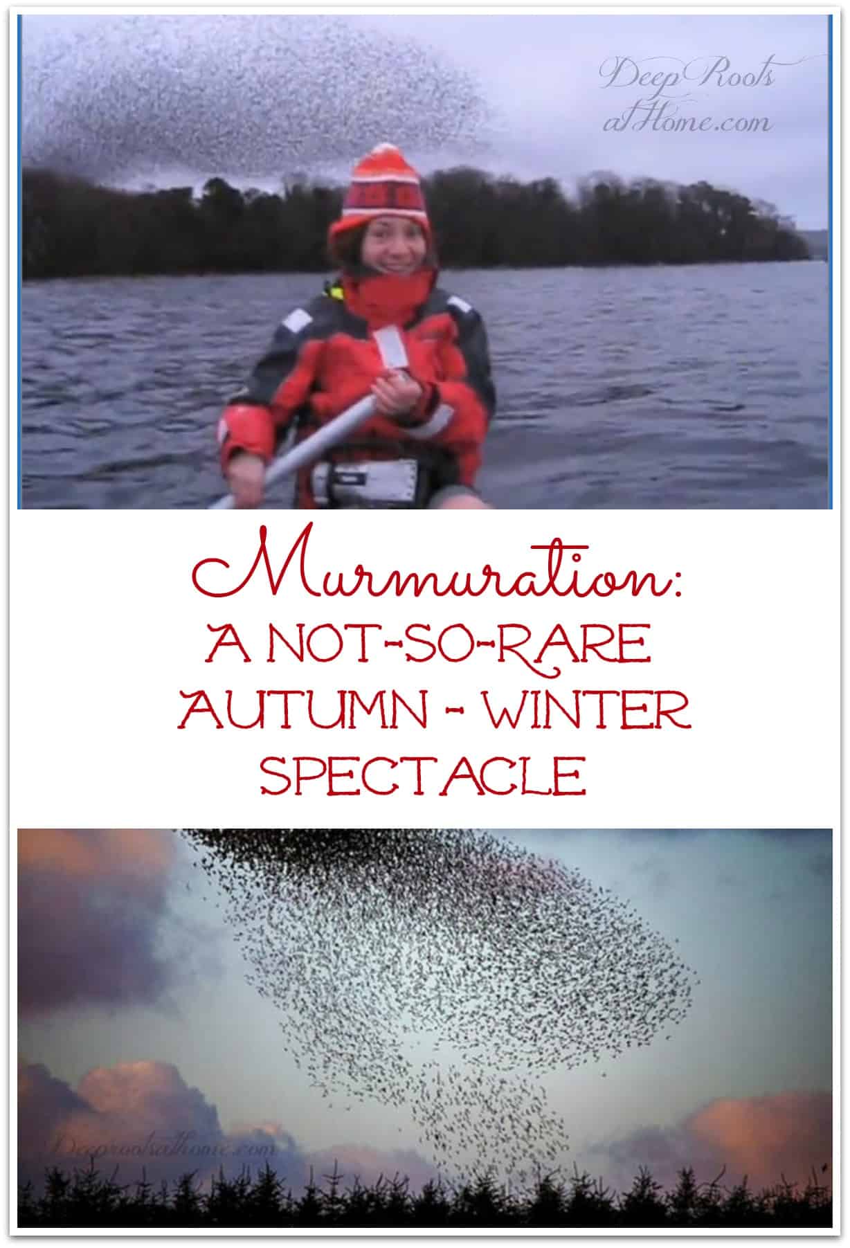 Murmuration: A Not-So-Rare Winter Spectacle. Starling behavior, a bird phenomenon.