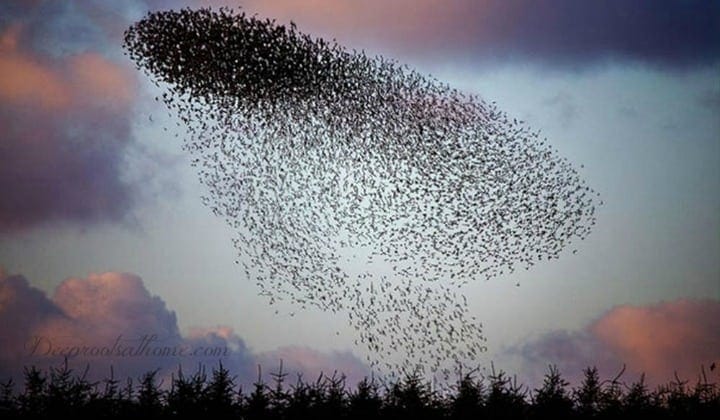 murmuration