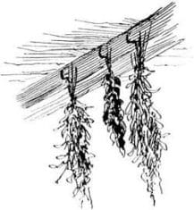 20 Safe Antibacterial and Antiviral Herbs {A Quick Guide}. Herbs Hung to Dry in the rafters, pen and ink drawing