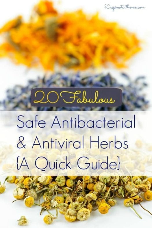 20 Safe Antibacterial and Antiviral Herbs {A Quick Guide}. dried herbs used for herbal remedies