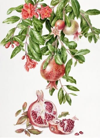 Research: Pomegranate Juice Reverses Heart Blockage, inhibit breast cancer, prostate cancer, colon cancer, leukemia, vitro studies, anti-cancer effect, Mayo Clinic, Dr. Mercola, blood vessels, potent antioxidant compounds, platelet aggregation, naturally lower blood pressure, prevent heart attacks, strokes, severe carotid artery blockage, REVERSAL in atherosclerotic plaque, cardiac arrest, health benefits, research, studies, #1 cause of heart disease, super fruit, superfood, berry, juice, big pharma, juicy seeds, astringent, epithelial cells, mucous membrane, astringent, cleaning the mouth, arteries, veins, drinking pomegranate juice, circulatory system, our true hope, Dr. Fuhrman, sweet tart taste, botanical print