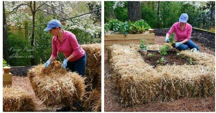 The Basics Of Straw Bale Gardening • Insteading