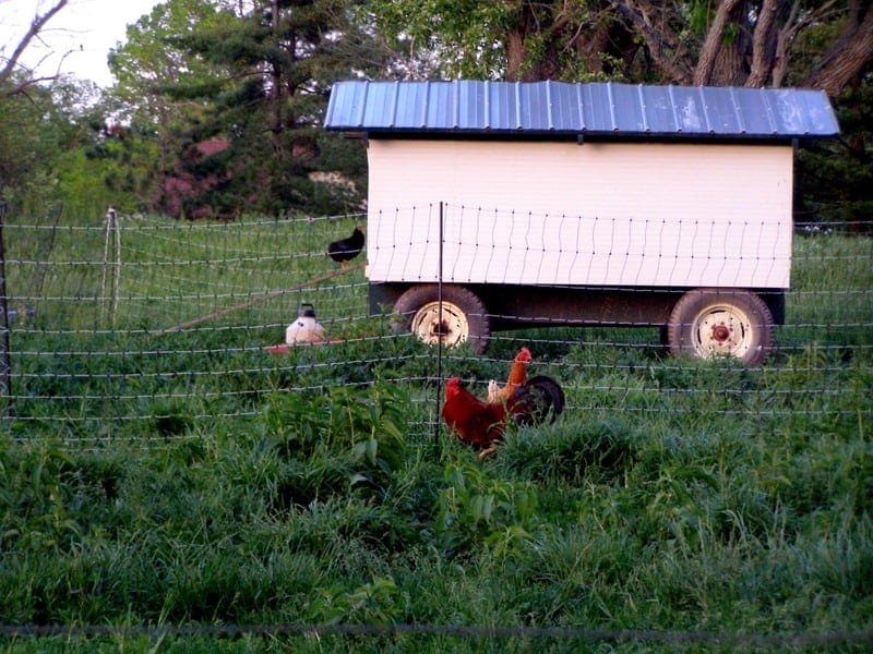 Our old chicken tractor at the farm