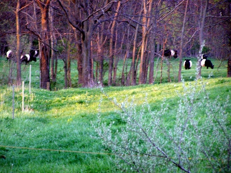 35 grazing cattle on our farm