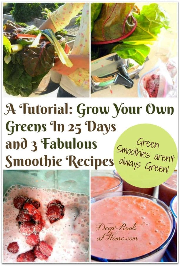 How to Grow Greens Spring or Fall in 25 Days & 3 Fab Smoothie Recipes. A collage of making green smoothies with fresh greens from the garden.