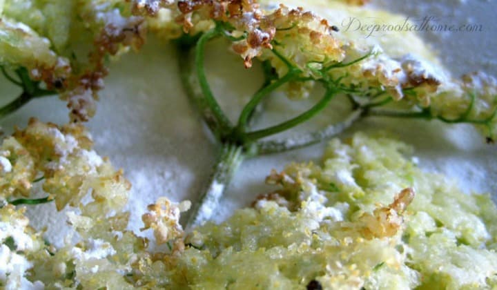 Recipe For Old-Fashioned Elderflower Fritters. fritters made of blossoms
