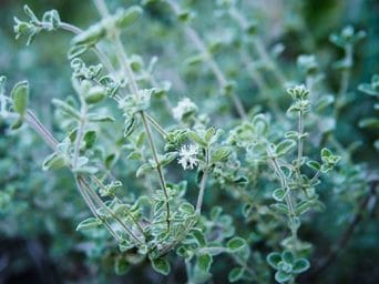 Mountainous herb (biblical hyssop) grows wild in Lebanon, Syria, and Jordan.