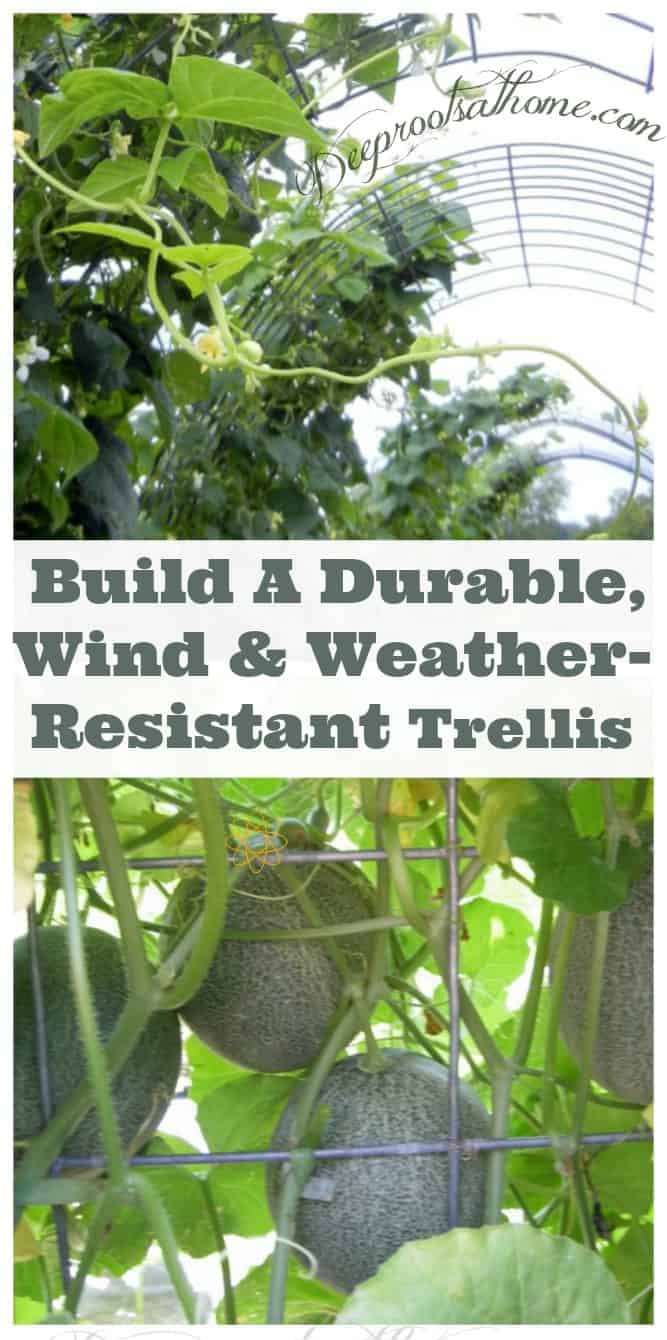 How to Build A Durable Wind & Weather-Resistant Garden Trellis. cattle panel arbors with green bean vines growing up