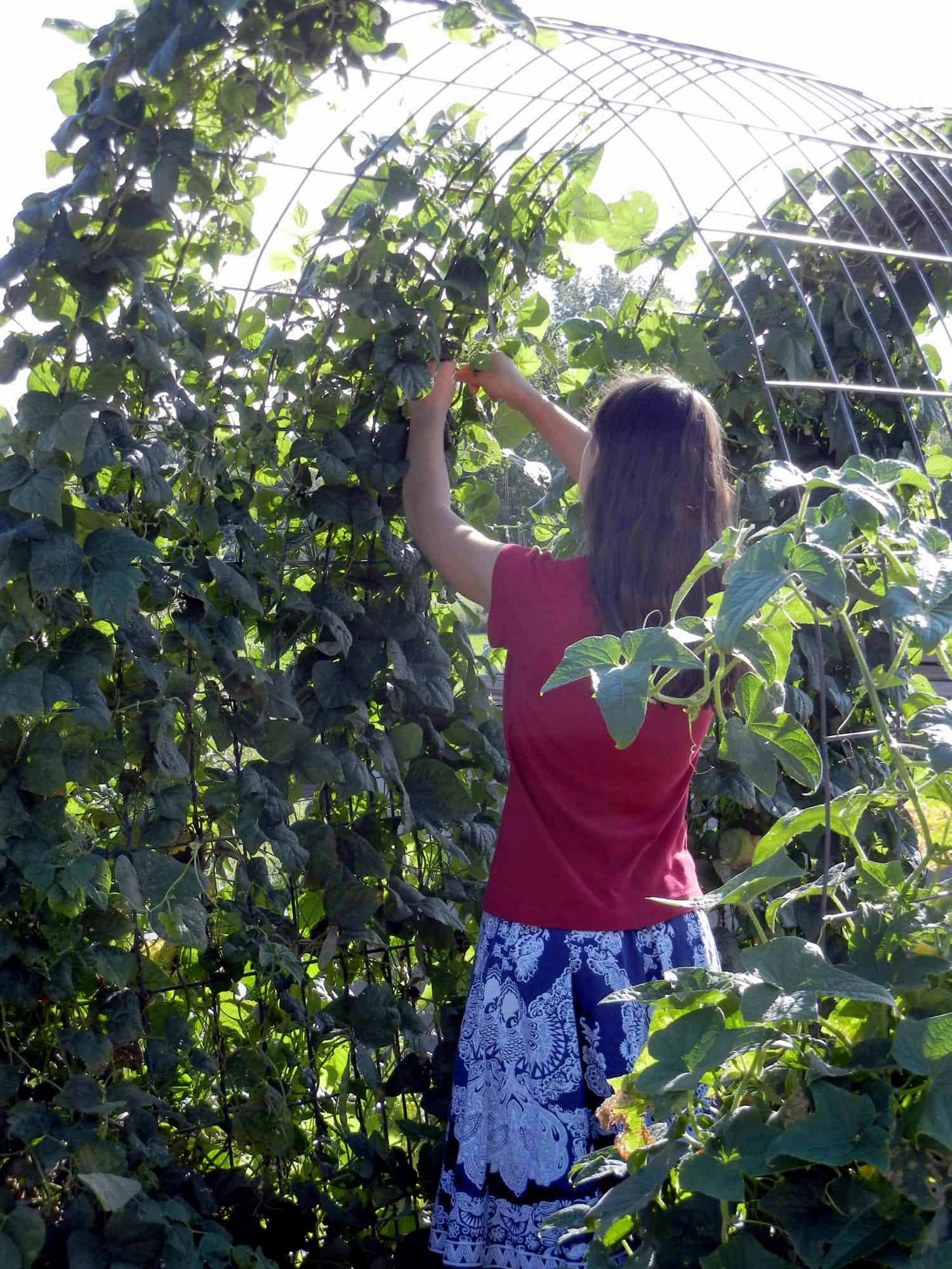 Our daughter picking green beans in the kitchen garden