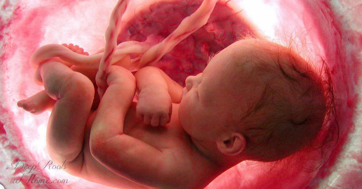 25+ Wild Facts About Life Before Birth & How Babies Play in the Womb. before birth