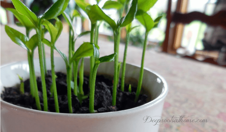 Grow a Lemon Tree from Seed in Your Own Home, little lemon trees in a tea cup