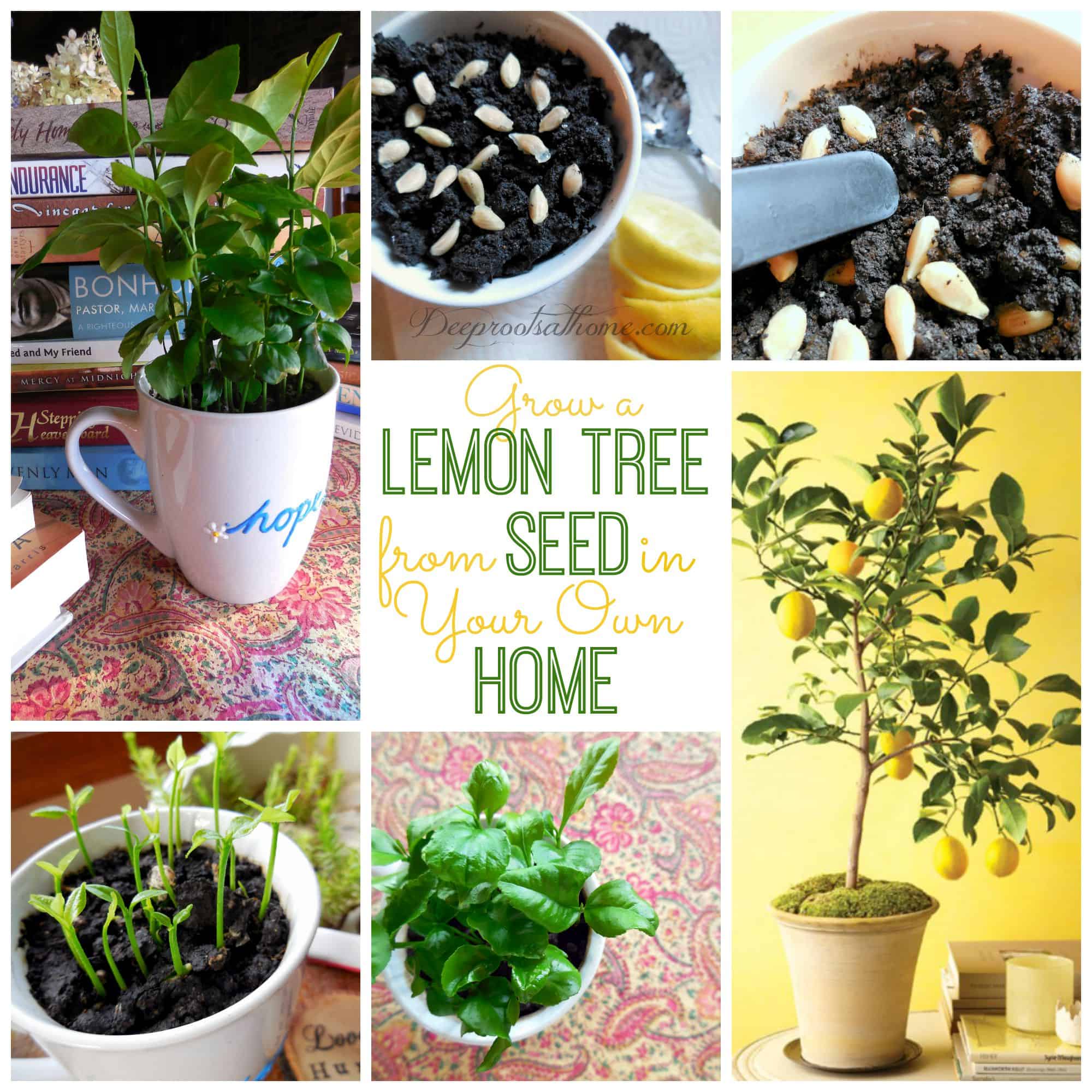 Grow a Lemon Tree from Seed in Your Own Home, a citrus tree collage